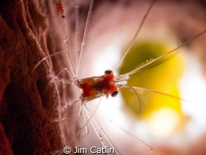 'Hidey Hole' - cleaner shrimp inside tube sponge by Jim Catlin 